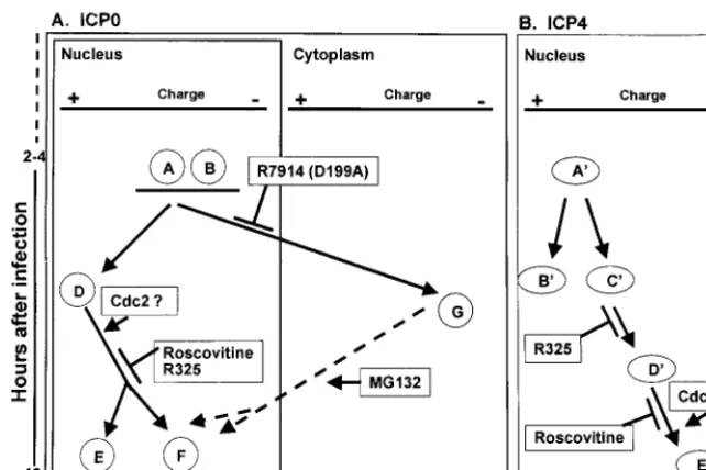 FIG. 9. Schematic representation of ICP0 and ICP4 isoforms observed after two-dimensional separation of lysates of HSV-1-infected HELﬁbroblasts