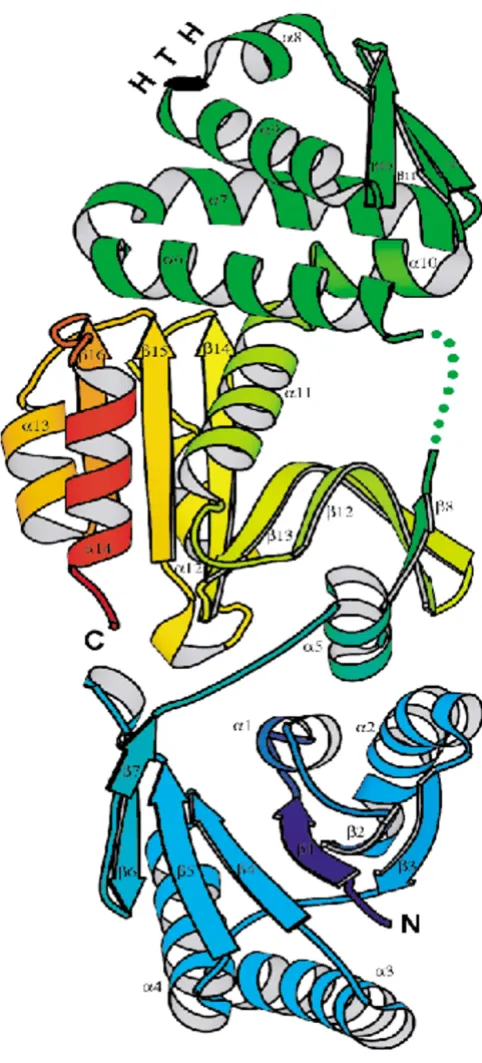 Figure 4Vibrio cholerae structure is rainbow-colored from N- to C-terminus such that each of the three domains is assigned a visually distinct region of the color spectrum: blue, the modified Rossmann-like fold; green, the winged helix-turn helix (HTH) dom