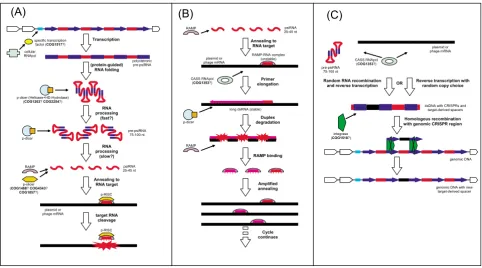 Figure 8 shows two predicted secondary structures ofputative psiRNA precursors in which the inserts arehomologous to phage or plasmid genes