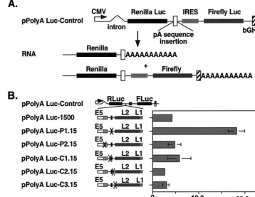 FIG. 2. Identiﬁcation of HPV-31 early polyadenylation cisLuc-Control reporter construct containing a cytomegalovirus (CMV) promoter driving expression of both theluciferase genes