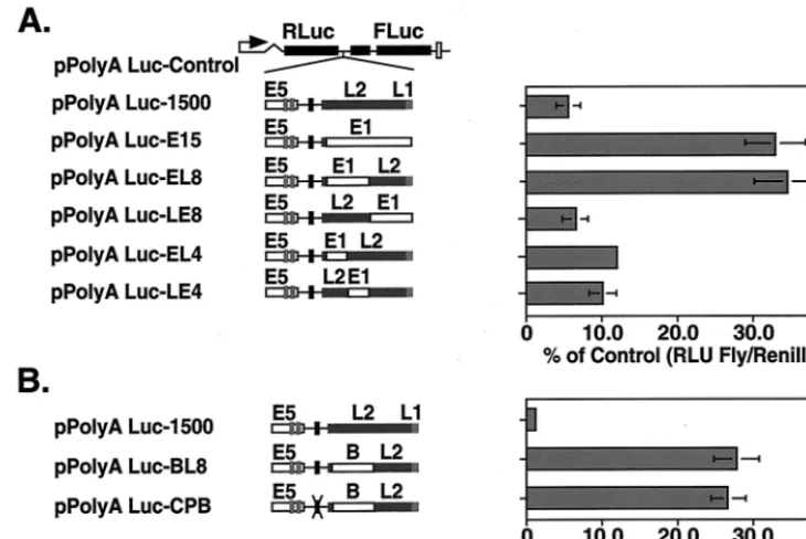 FIG. 3. Identiﬁcation of sequences within the L2 ORF which inﬂuence downstream pPolyA Luc reporter expression