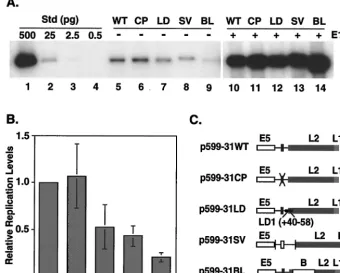 FIG. 4. Transient-replication assays using HPV-31 genomes containing mutations within the early polyadenylation signal
