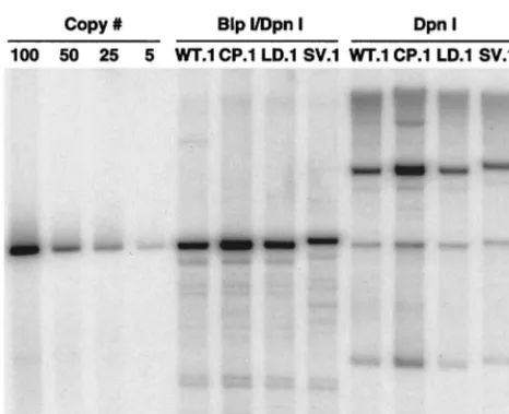 FIG. 5. Southern blot analysis of NHK lines containing recombi-nant wild-type and mutant HPV-31 genomes