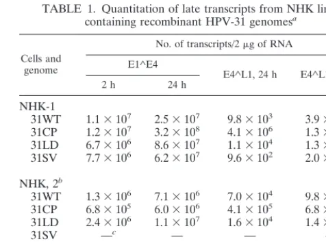 FIG. 6. Quantitation through real-time RT-PCR of E1∧scripts was determined through real-time RT-PCR using 2.0RNA isolated from NHK lines containing recombinant genomes