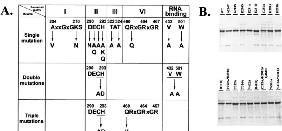 FIG. 1. Site-directed mutagenesis of the HCV NS3 helicase domain. (A) Summary of all mutant clones