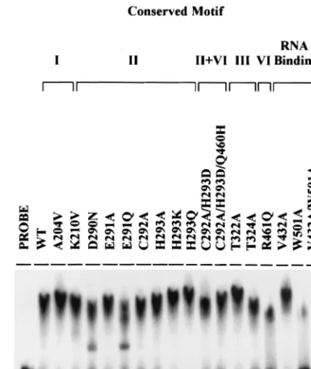 FIG. 2. ATP binding activity of the wild type and some mutanthelicase proteins. One microgram of the wild-type or mutant helicase