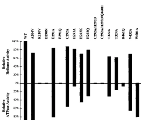 FIG. 4. Relationship of ATPase activity and RNA helicase activity.Both ATPase activity and RNA helicase activity of all mutant proteins