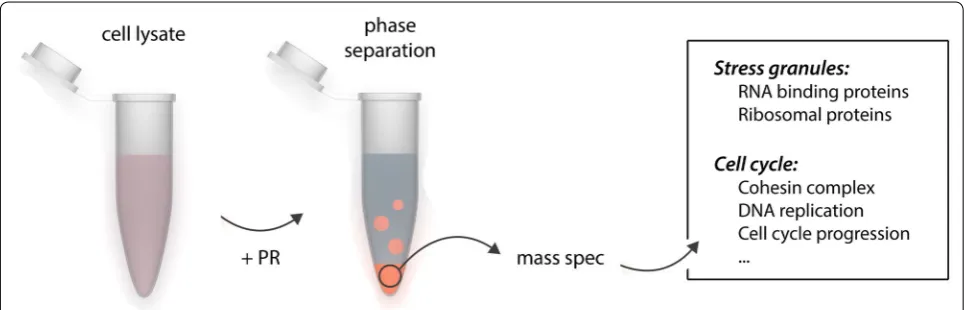 Fig. 1 Identification of the phase separating proteome. Cleared cell lysate was incubated with poly-PR peptide to induce phase separation of cel-lular proteins
