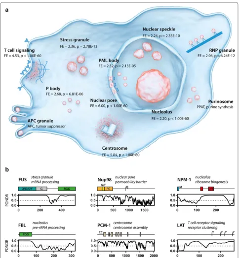 Fig. 2 Proteins regulating or affecting the cell cycle are involved in cellular phase separations