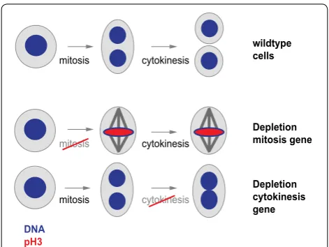 Fig. 2 Genetic interactions specifically affect distinct phenotypic features. Example showing that the image-derived feature cell count did not reconstruct the genetic interaction, but the fraction of mitotic cells (mitotic index) provided this information