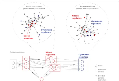 Fig. 3 Temporal resolution of genetic interaction networks and genome-scale process-specific functional association of gene function