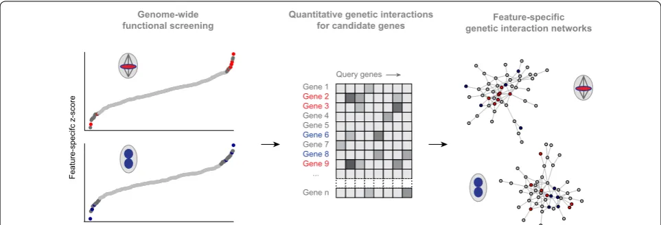 Fig. 4 Two-step screening approach to prioritize candidate genes from multi-parametric genome-wide functional screens (relate them by genetic interaction analysis (left), and functionally middle, right)