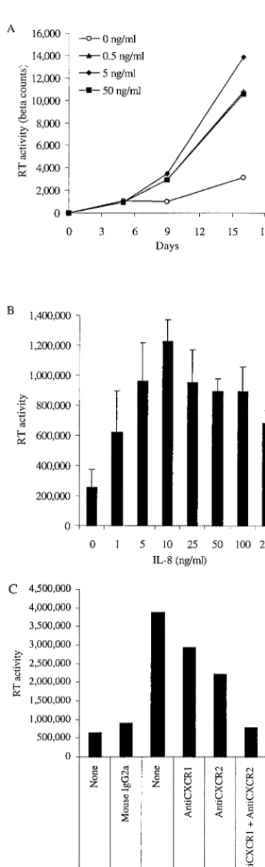 FIG. 1. Exogenous IL-8 stimulates HIV-1 replication in AM andMDM. (A) AM were cultured for 5 days before infection with HIV-