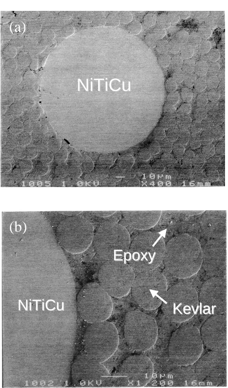 Fig. 8Cross sections of a Kevlar ﬁbre composite with embedded 3%pre-strained TiNiCu wires, showing the ﬁbre distribution around a wire,and the soundness of the composite.