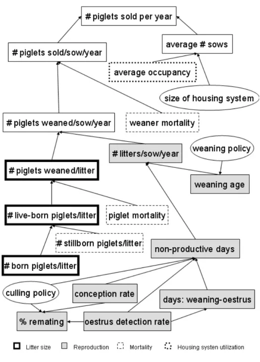 Figure 5.2: Typical key figures (rectangles) of a sow herd. Ellipses indicate deci- deci-sions made by the manager