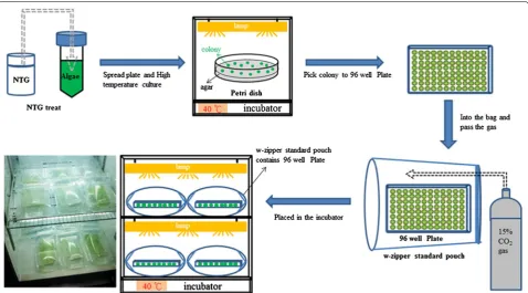 Fig. 5 Schematic representation of NTG mutagenesis and screening of Chlorella vulgaris ESP‑31 mutants for high temperature tolerance and high  CO2 concentration tolerance
