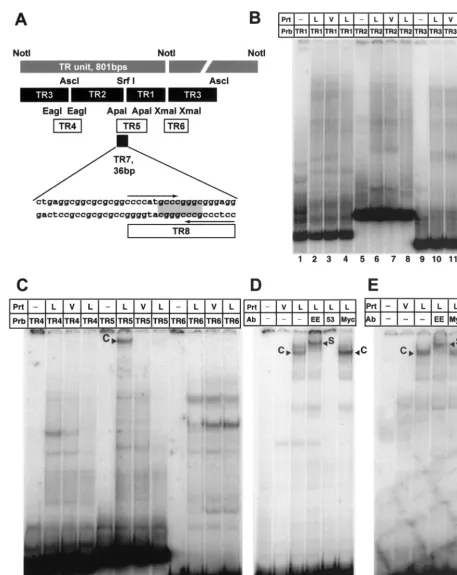FIG. 2. LANA binds speciﬁcally to a 20-bp imperfect palindrome within the TR. (A) Diagram of the TR unit as deﬁned by the Notsite (26)