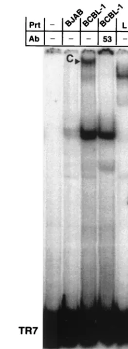 FIG. 3. Nuclear extracts from KSHV-infected BCBL-1 cells con-ﬁrm speciﬁc binding to TR7