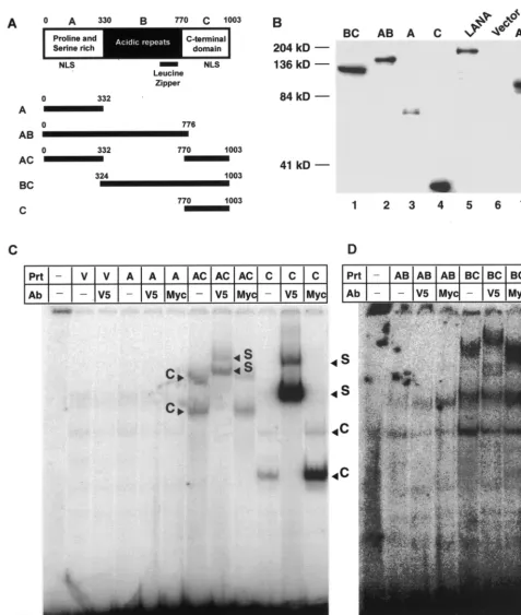 FIG. 4. Mapping of LANA DNA binding domain. (A) Putative domain structure of LANA based on primary sequence features