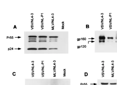 FIG. 3. Northern blot analysis of HIV-1 RNA expression in astro-cytes infected with pseudotyped HIV-1