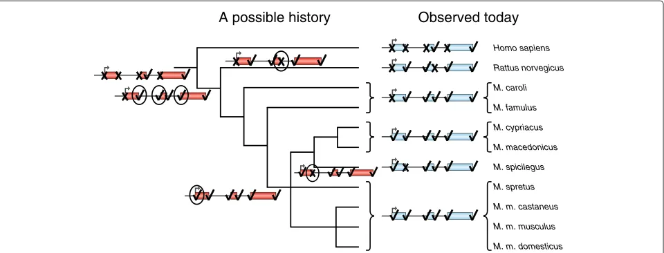 Figure 3 A schematic diagram showing the evolution of signals in theElsevier.blue, and a possible history, consistent with the nonfunctional-ancestor consensus view in the literature, is shown in red