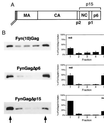 FIG. 3. Gag-Gag interactions interfere with the isolation of Gag proteins from low-buoyant-density raft fractions