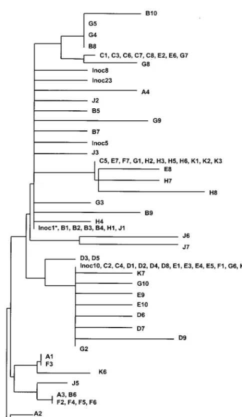 FIG. 5. Phylogenetic tree of sequences from Mamu-A*01�(Inoc) sequences. The asterisk indicates a number of additional identical sequences