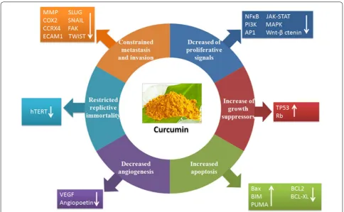 Fig. 1 Curcumin targets the classical hallmarks of cancer: curcumin has been shown to target all the classical hallmarks of cancer