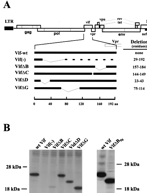 FIG. 9. Deletion of a central domain in Vif abolishes packaginginto virions. (A) To assess the impact of deletions in Vif on packaging