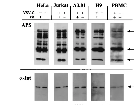 FIG. 1. Vif does not affect the protein composition of HIV virions.Virus preparations from HeLa cells were produced by transient trans-