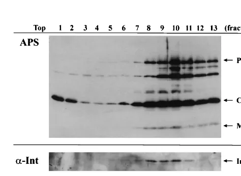 FIG. 2. Vif has no discernible effect on synthesis or maturation ofviral proteins or on virus release in HIV-infected H9 cells