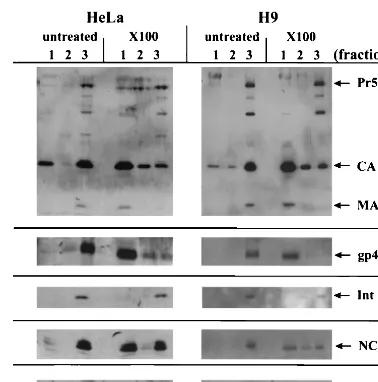 FIG. 6. Vif is resistant to detergent extraction of virus derived fromHeLa and H9 cells