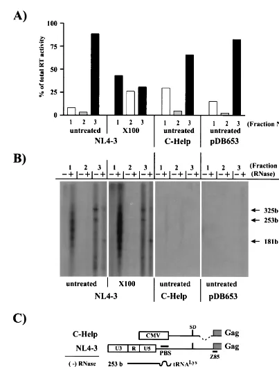 FIG. 7. Viral genomic RNA and the reverse transcription complex are insensitive to detergent treatment