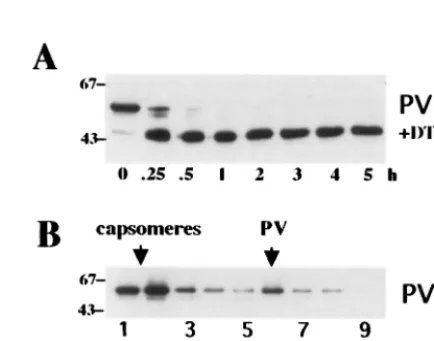 FIG. 4. Trypsin digestion and sucrose gradient analysis of DTT-treated pseudovirions. (A) DTT-treated pseudovirions (PV) were di-