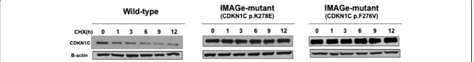 Figure 1 IMAGe-mutant CDKN1C stabilizes CDKN1C protein. Cells were transiently transfected with plasmids expressing CDKN1C wild-type orIMAGE-mutants (p.K278E and p.F276V)