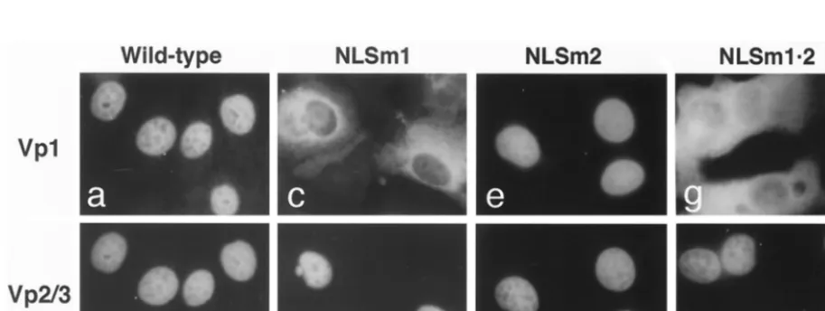 FIG. 3. DNA replication and capsid protein production by N-terminal Vp1 mutants. (A) Time course of viral DNA replication