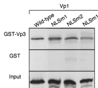 FIG. 6. Virion particle formation by NO-SV40-NLSm2. (A and B) Sonicated lysate prepared from wild-type (Wt, A) or mutant NLSm2(NLSm2, B) NO-SV40 DNA transfected cells was treated with DNase I, and aliquots containing equivalent amounts of DNase I-resistant viral