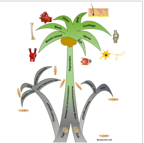 Fig. 1 A schematic diagram of immortalization strategy combined with the decellularized cell-deposited extracellular matrix approach to overcome cell senescence and promote tissue regeneration