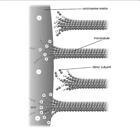 Figure 2 Nanoscale electrostatic disassembly force at a centrosome. A poleward force results from an electrostatic attraction betweenpositively-charged microtubule free ends and an oppositely charged centrosome matrix