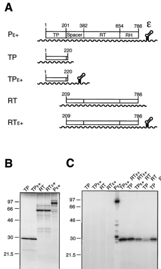 FIG. 2. FunctionalεPdegradation product of theshown in lane 10 a 76-nt Din panel A. Proteins were analyzed by SDS-PAGE and autoradiography