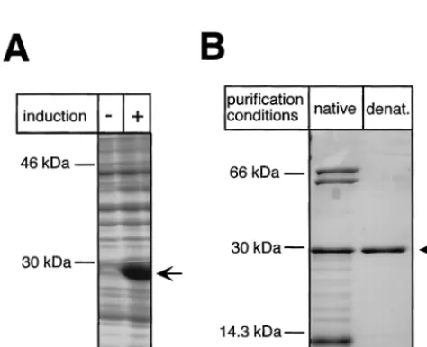 Fig. 2C; the exposure shown here is four times longer. See the legendto Fig. 2A for details about constructs.