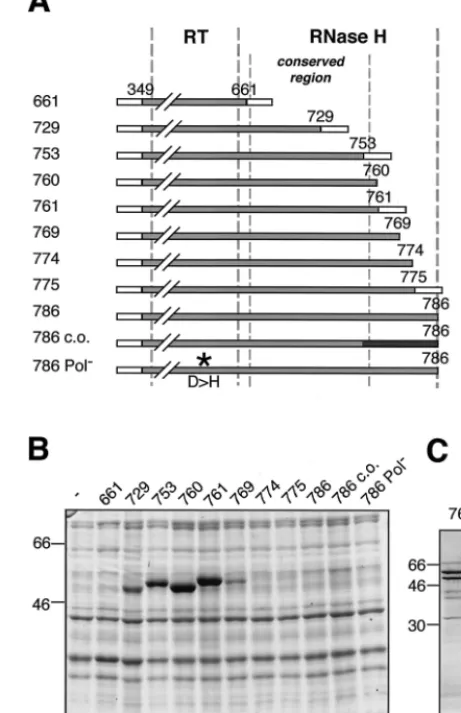 FIG. 6. Bacterial expression and puriﬁcation of the RT-RH do-main. (A) Schematic drawing of C-terminally truncated RT-RH con-
