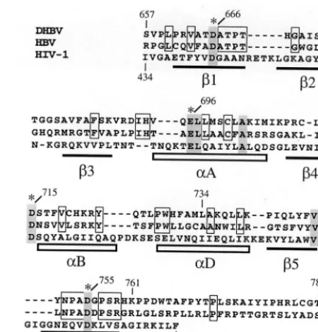 FIG. 8. Alignment of RNase H domains of DHBV, HBV, andHIV-1 RTs. The alignment is based on a previously published version
