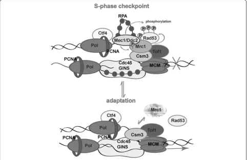Figure 6 The role of Mrc1 for the duration of the S-phase checkpoint arrest.