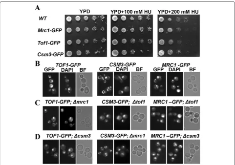Figure 1 Independent nuclear localization of the subunits of the Tof1/Csm3/Mrc1 complex