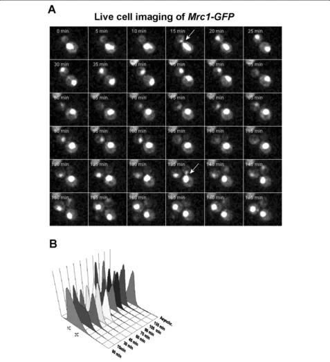 Figure 3 Nuclear presence of Mrc1 throughout the cell cycle. (A) Time-lapse live cell imaging of MRC1-GFP yeast cell throughout the cellcycle