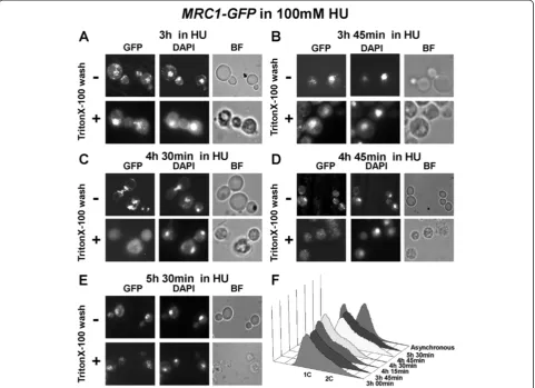 Figure 4 Alterations in the nuclear behavior of Mrc1 during the process of adaptation