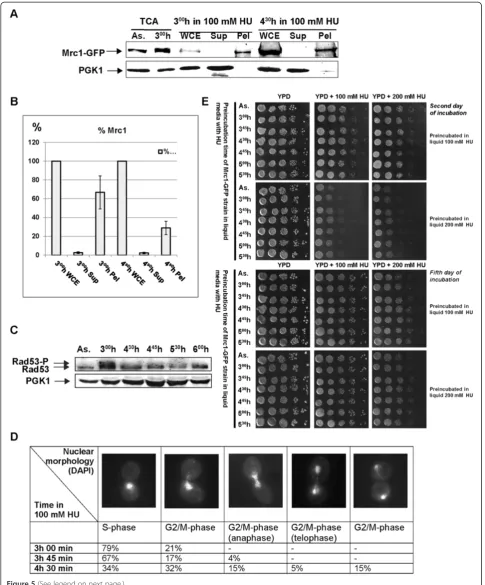 Figure 5 (See legend on next page.)