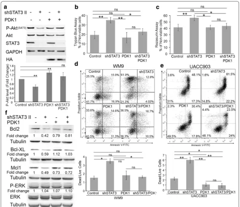 Fig. 6 PDK1 mediates STAT3’s effect on melanoma cell survival. a Reconstitution of PDK1 upon STAT3 silencing rescued Akt phosphorylation