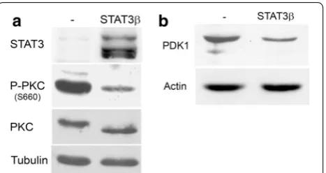 Fig. 1 STAT3β negatively regulates PKC phosphorylation and PDK1 expression. Protein extracts from SW1 cells stably transfected with STAT3β or empty vector (−) were blotted with P‑PKC and PKCβII antibodies (a) and PDK1 antibodies (b)
